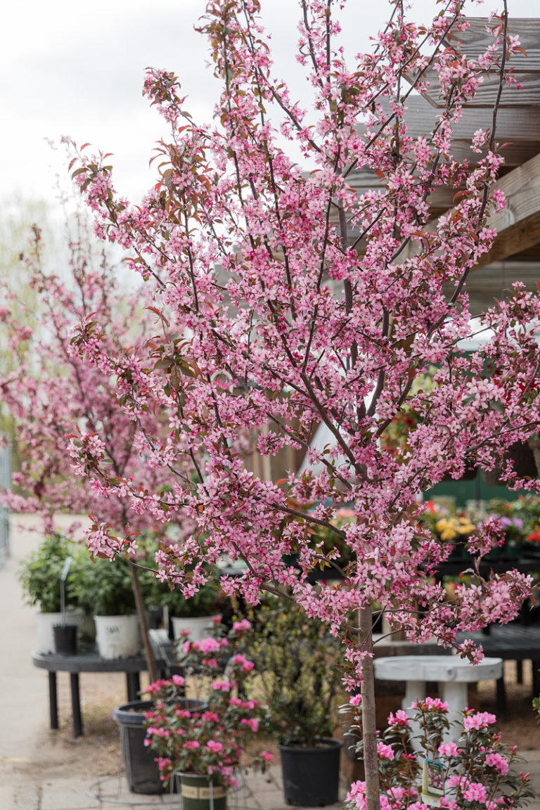 Royal Raindrops Crabapple Trees Today Nursery