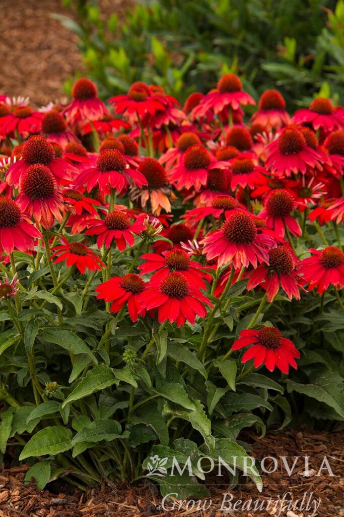 Sombrero Salsa Red Coneflower Trees Today Nursery