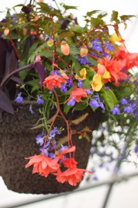 beautiful hanging baskets