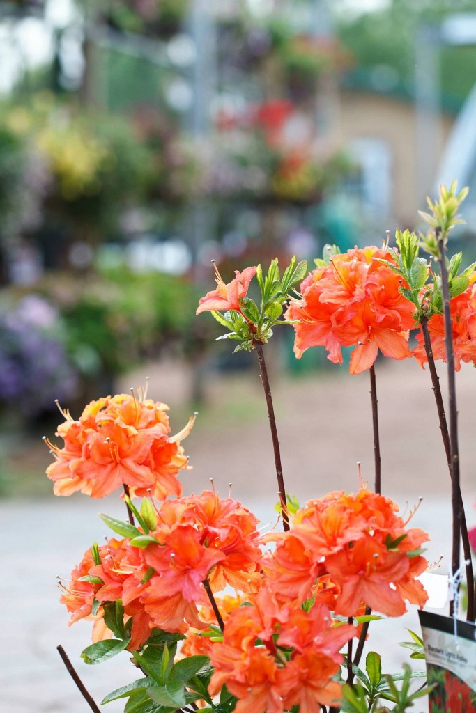 Mandarin Lights Azalea Trees Today Nursery