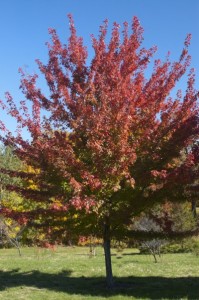 Firefall Maple - Trees Today Nursery