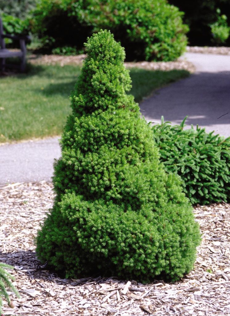 Dwarf Alberta Spruce - Trees Today Nursery