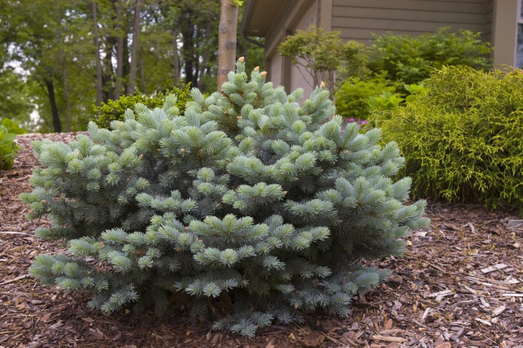 Globe Blue Spruce - Trees Today Nursery