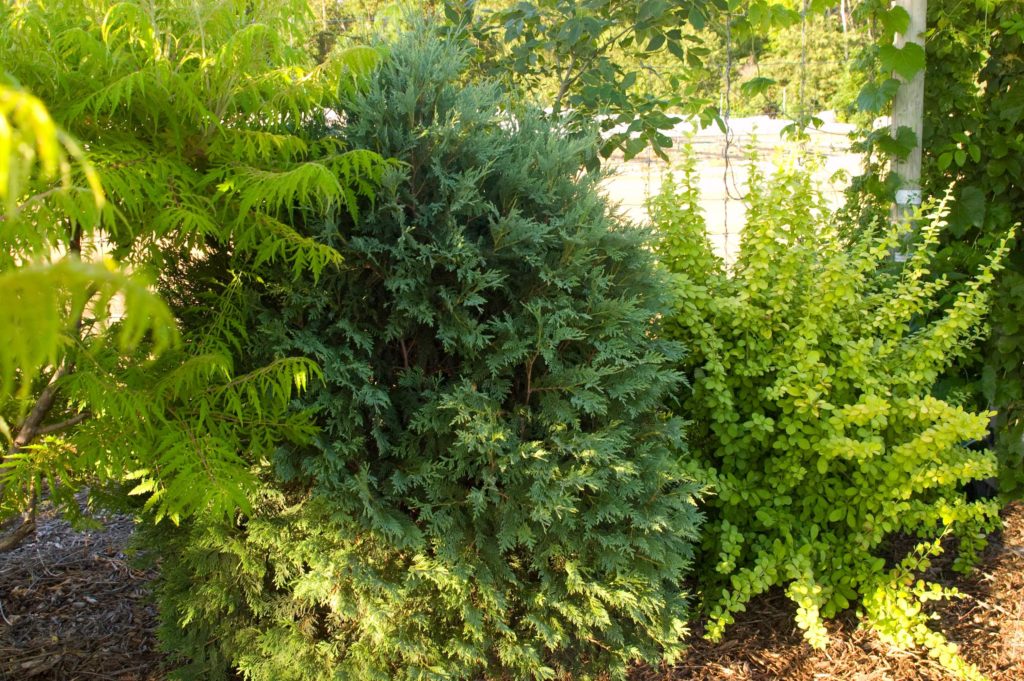 Technito Arborvitae - Trees Today Nursery