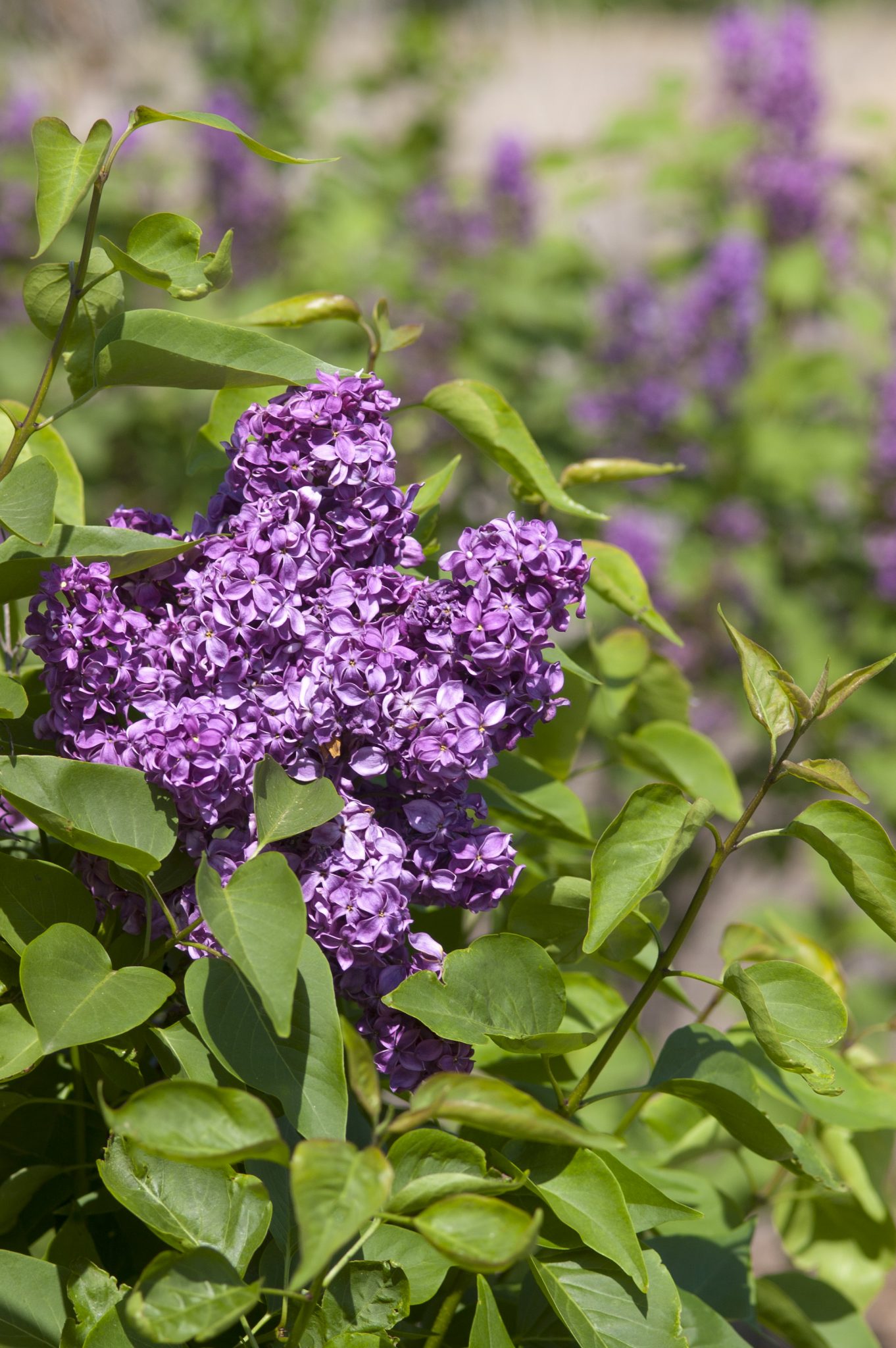 Declaration lilac - Trees Today Nursery