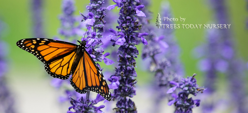 butterfly on salvia slider - Trees Today Nursery