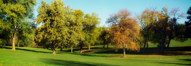 Prairie Stature® Oak - Trees Today Nursery