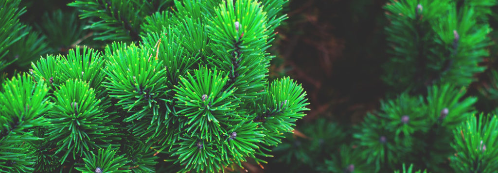 Winchester Dwarf Mugo Pine Topiary - Trees Today Nursery