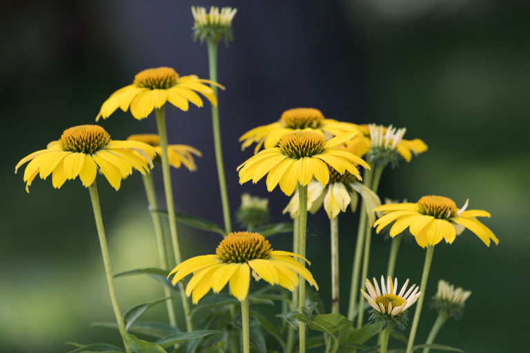 Sombrero® Lemon Yellow Improved Coneflower - Trees Today Nursery