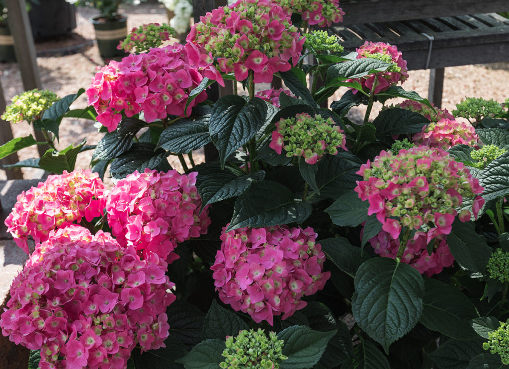 Summer Crush Hydrangea - Trees Today Nursery