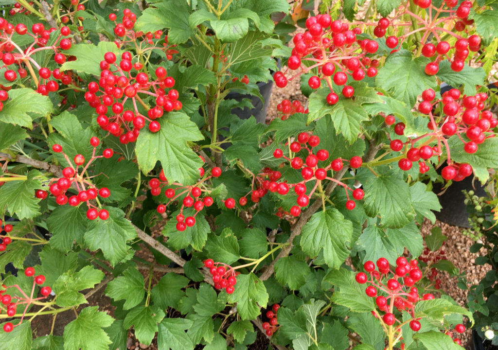 compact european cranberry bush - Trees Today Nursery