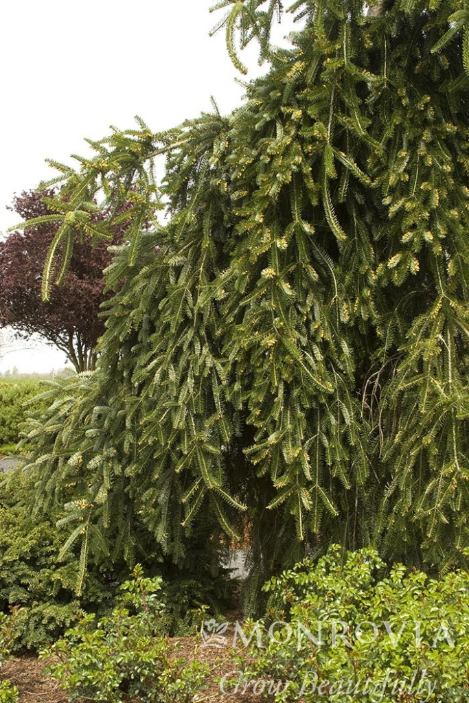 Weeping Norway Spruce - Trees Today Nursery