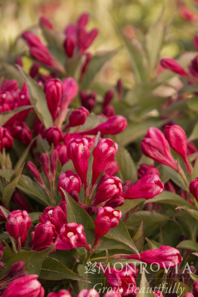 Weigela Crimson Kisses™ - Trees Today Nursery