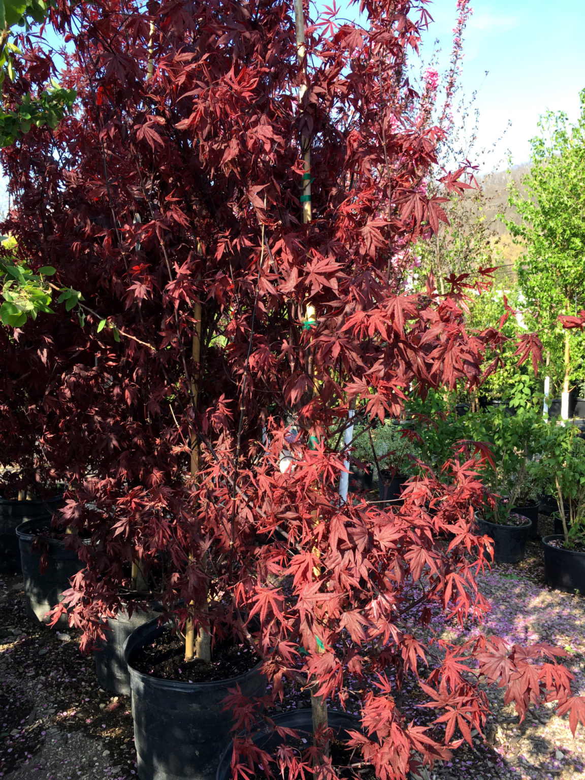 Japanese Emperor Maple - Trees Today Nursery