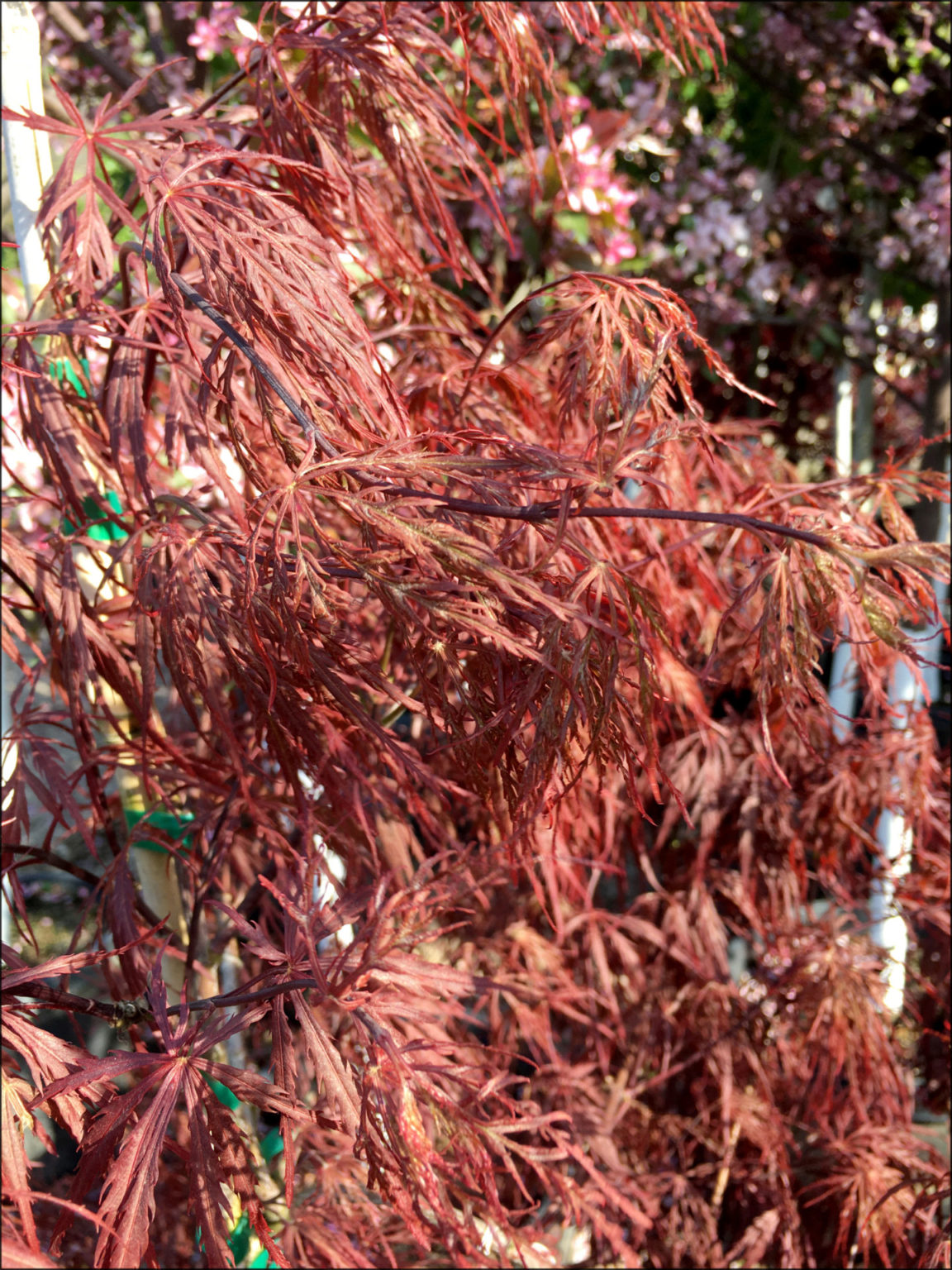 crimson queen japanese maple trees