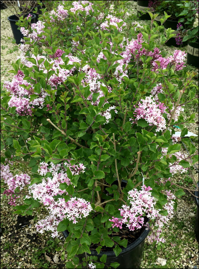 Dwarf Korean Lilac Trees Today Nursery