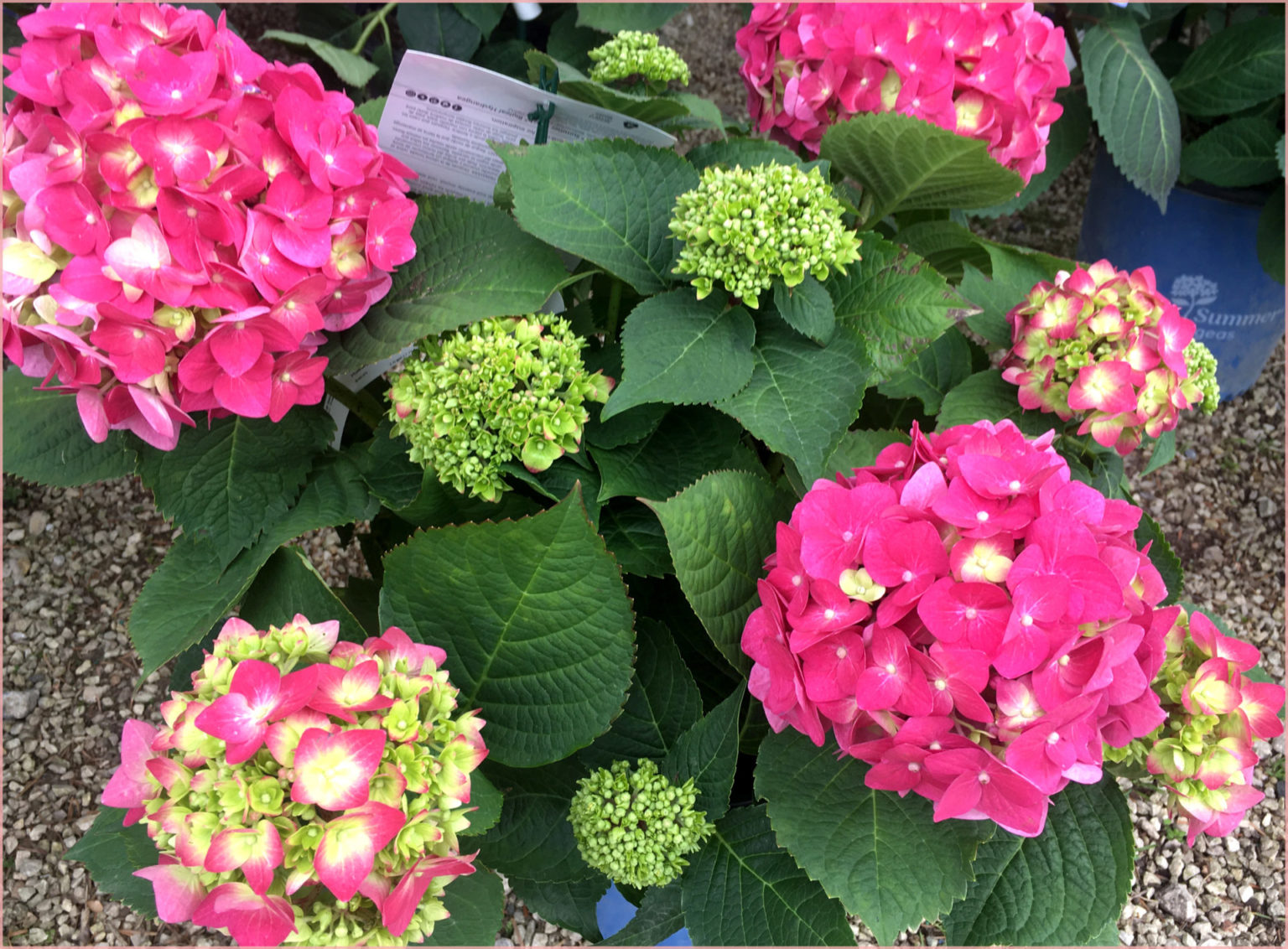 summer crush hydrangea - Trees Today Nursery