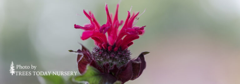 Fire Marshall Bee Balm - Trees Today Nursery