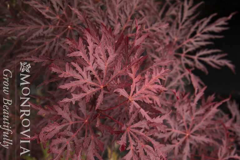 velvet-viking-japanese-maple-extreme-close-up_300ppi_wm - Trees Today