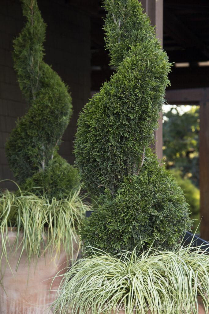 emerald-green-arborvitae-topiary-spiral_5x_300ppi_wm - Trees Today Nursery