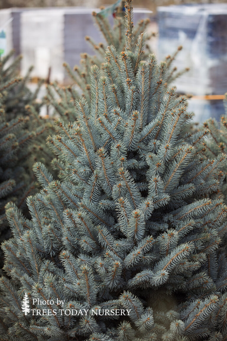 Baby Blue Spruce - Trees Today Nursery