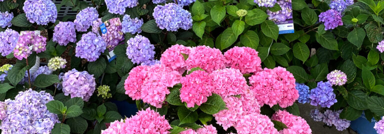 Pink Splendor™ Hydrangea - Trees Today Nursery