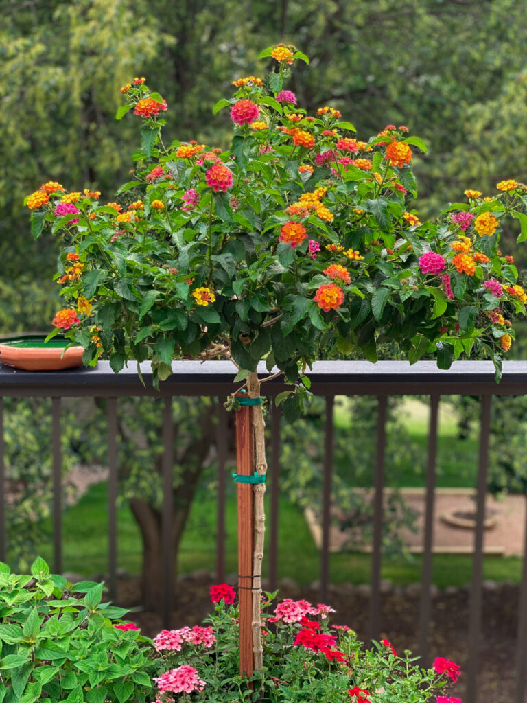 Sharing Photo of Lantana Tree - Trees Today Nursery