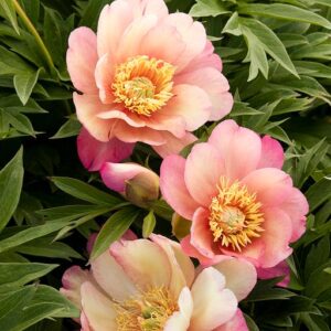 Julia Rose Itoh Peony - Trees Today Nursery